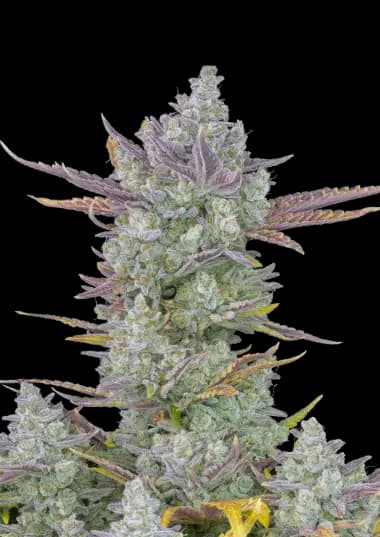 Gorilla Cookies Auto